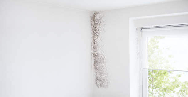 Trusted Hallsville, MO Mold Removal Experts